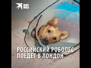 video о русской собачке монике прознала известная английская зоозащитница кейси sex