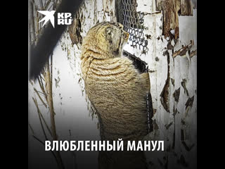 video влюблённый манул хочет сбежать в соседний вольер sex