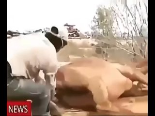 video мама верблюд сама не смогла родить и позвала себе на помощь профессионального акушера sex