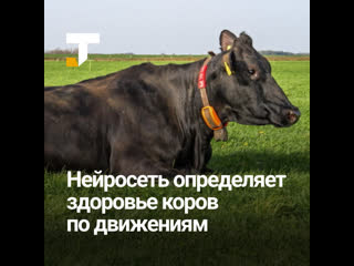 video нейросеть определяет здоровье коров по движениям sex
