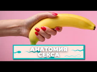 video анатомия секса мифы о половом члене которые мешают получать удовольствие sex