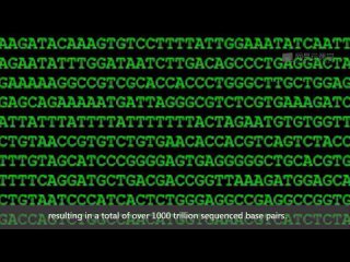 video bioinformatics introduction and methods 生物信息学 导论与方法 sex