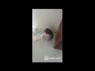 video 18 шок молодыехомяка слабонервным и беременным не смотреть sex