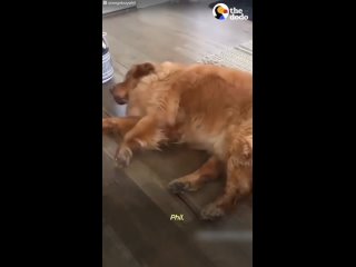 video молодцы помогли собачке sex