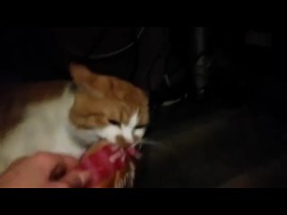 video боря отдай булку милый но наглый и злой любитель булок sex