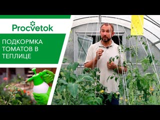 video элементы для сладости помидоров подкормка томатов во второй половине вегетации sex