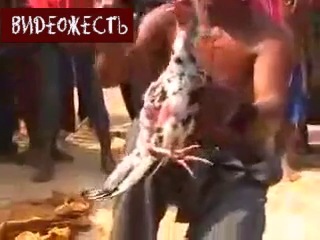 video сначало молодыепотом оживил курицу фокусне для слабонервныхс видеожесть sex