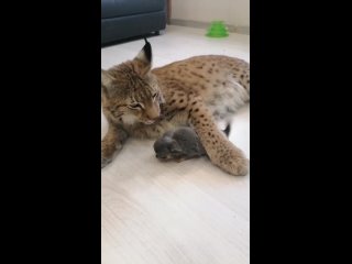 video мистер рысь я хотел бы объяснить свою маленькость sex