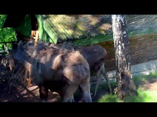 video прохладный душ принимают лоси в парке флоры и фауны роев ручей sex