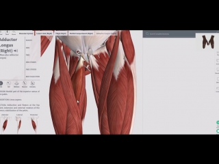video sls мышцы бедра фронтальная и медиальная группы детальный обзор 3d sex