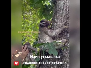 video какое милое видео боже как она его обнимает какая прелесть sex