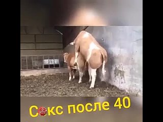video любые попытки заняться сексом после 40 лет sex