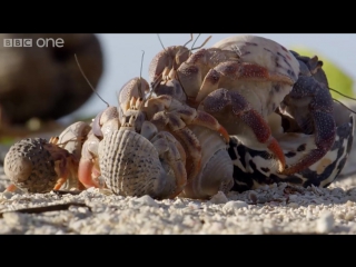 video hermit crab housing chain life story episode 3 preview bbc one sex