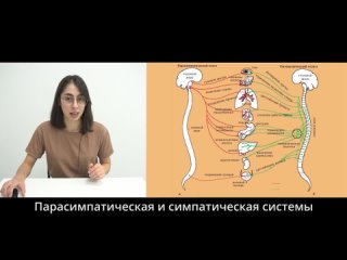 video 1 как выглядит нервная система правое полушарие интроверта как устроен мозг всё о работе главного органа sex
