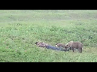 video медведь разбудил мужиков на камчатке медвежонок разбудил приятелей уснувших на пляже sex