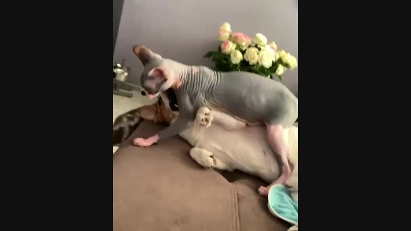 video подневольная vid 79860711 061821 237 mp4 sex