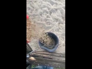 video лошадь бежала кормиться и сбросила наездницу sex