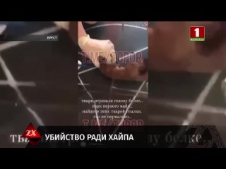 video в бресте молодые отрезали голову белке и сняли видео sex