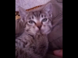 video привет мурзик видео котенок murzik instavideo kitty kitten catstagram instacat l4l like4like f4f followme sex