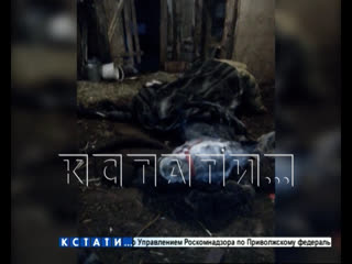 video частная конюшня в дзержинске зарабатывает на лошадях смертниках sex