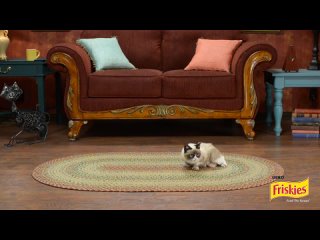 video grumpy cat on friskies cat game show will kitty play with it sex