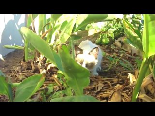 video original grumpy cat all in one sweet videos sex