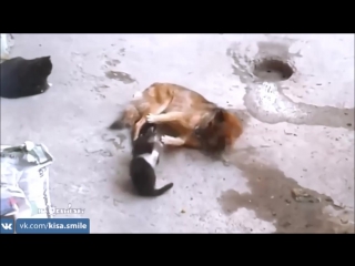 video кошка привела котят к своему другу sex