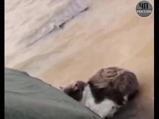 video орск спасение дрейфующей на доске кошки спасибо волонтерам sex