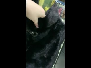 video шубка из меха европейской норки стойка ворот чёрный бриллиант рукав съемный трансформируется в норковый жилет 90см sex