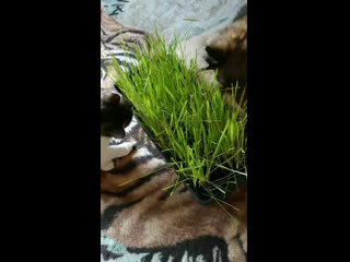 video what vid 20201202 095205 mp4 sex