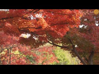 video 1 серия субтитры преданная поваренной книге mi wo tsukushi ryoricho devoted cookbook みをつくし料理帖 sex