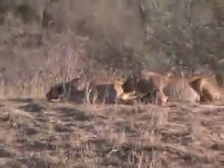 video выжить несмотря ни на что телёнокбуйволыльвы и крокодил sex