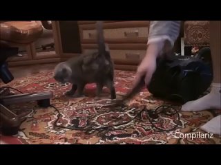video классная нарезка видеороликов забавных котов и реакции на пылесос sex