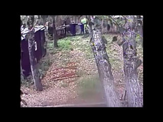 video бухнул и полез кормить медведей сгущенным молоком потеря правой руки vhs video sex