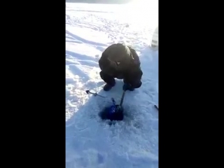video ржака на рыбалке жесть смешно прикол видео зимняя рыбалка рыба утопили бур sex