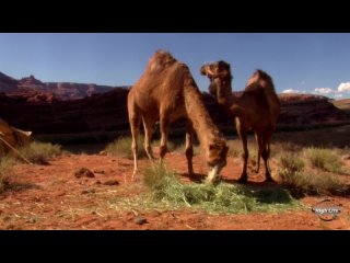 video эротические путешествия the erotic traveler обнаженные эротика 18 sex