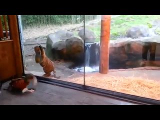 video подборка самих милых видео за ноябрь 2013 кормушка уникальное фото видео приколы гифки sex