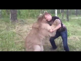 video медведь и его ручной человек решили побороться sex