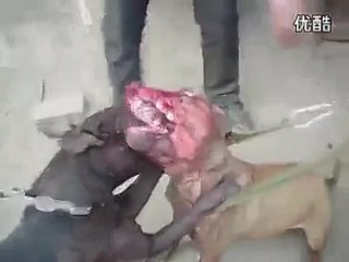 video собачий бой питбули жестьслабонервным не смотреть sex
