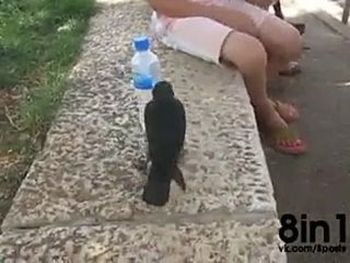 video птицу покормили и она просит попить видя пластиковую бутылку с водой a very smart bird thirsty crow comes to sex