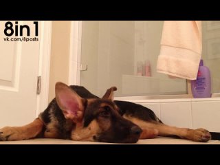 video молодые немецкая овчарка поёт вместе со своим хозяином в душе german shepherd dog sings with his owner sex