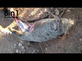 video парень в лесу вытаскивает маленького вомбата из утробы мёртвой матери a man takes a wombat baby belly of his sex