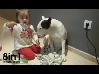 video маленькая девочка играет с бультерьером в ветеринара a little girl plays with a dog veterinary sex