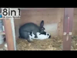 video мгновенный и беспощадный секс кроликов rabbit shit sex