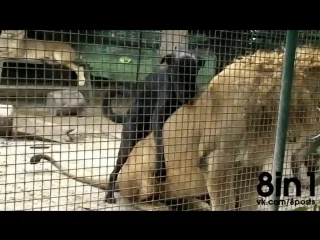 video молодые в зоопарке пытается совокупиться со львом a dog tries to make love to a lion at the porn sex