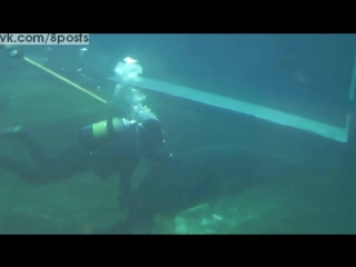 video беременная акула напала на ветеринара дайвера во время перемещения в контейнер shark attacks scuba diver in sex
