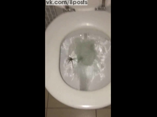 video австралиец пытается смыть паука спрятавшегося в унитазе huge spider hiding in toilet sex