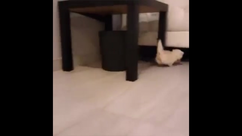 video kitten with his pacifier hear him roar sex