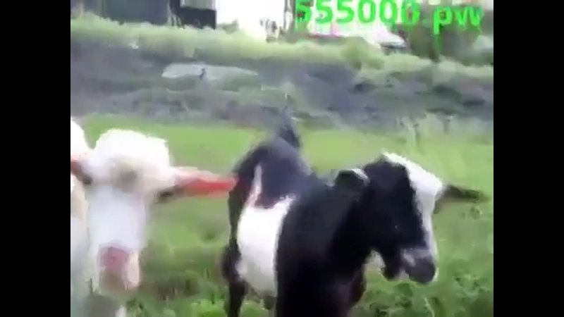 video динь динь диньколокольчик звенит sex