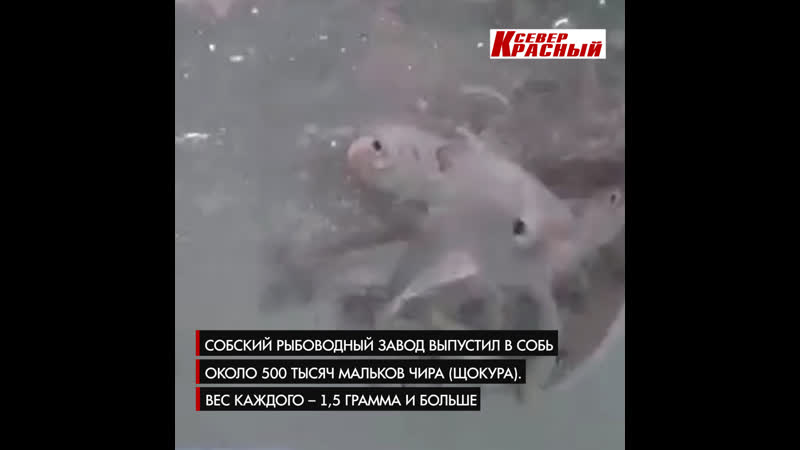 video в собь возле харпа отправили более полумиллиона мальков чира sex